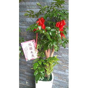 開幕祝賀盆栽