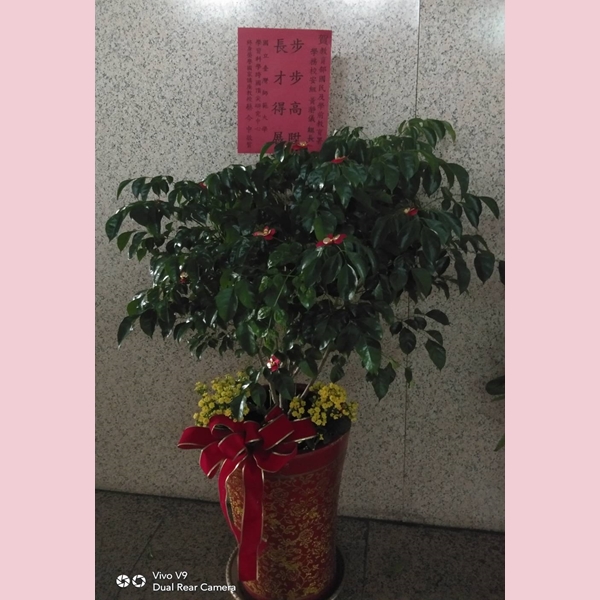 祝賀盆景-台中蘭花花籃訂製
