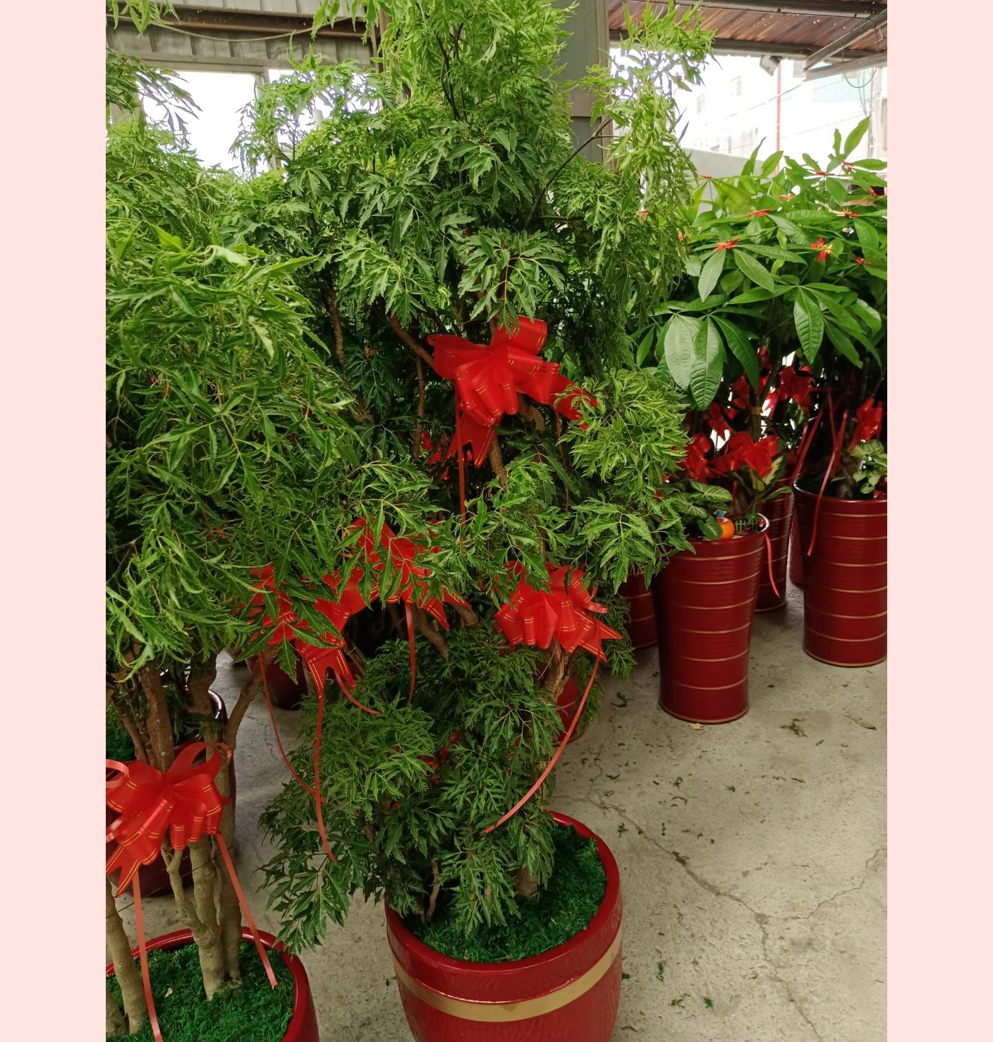 祝賀盆栽-台中蘭花花籃訂製