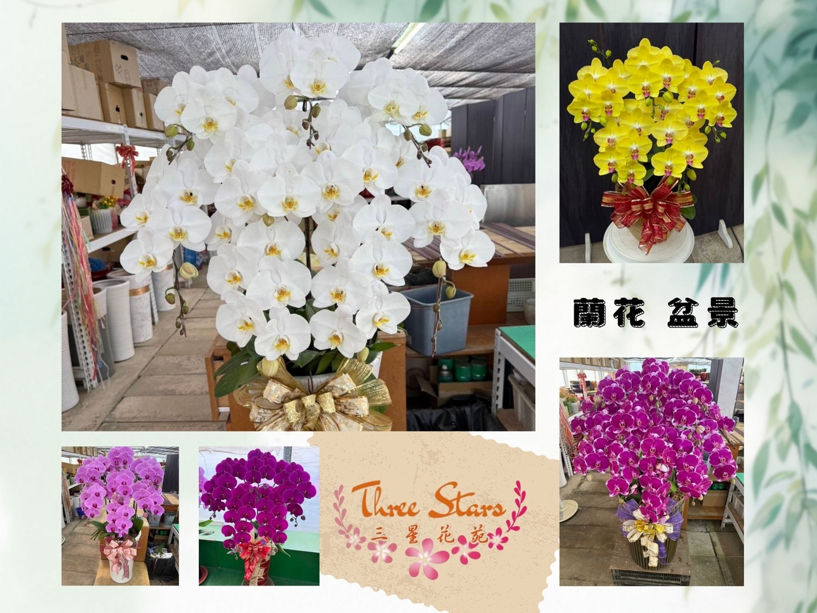 台中蘭花花籃訂製 三星花店工作室-花圃、苗圃