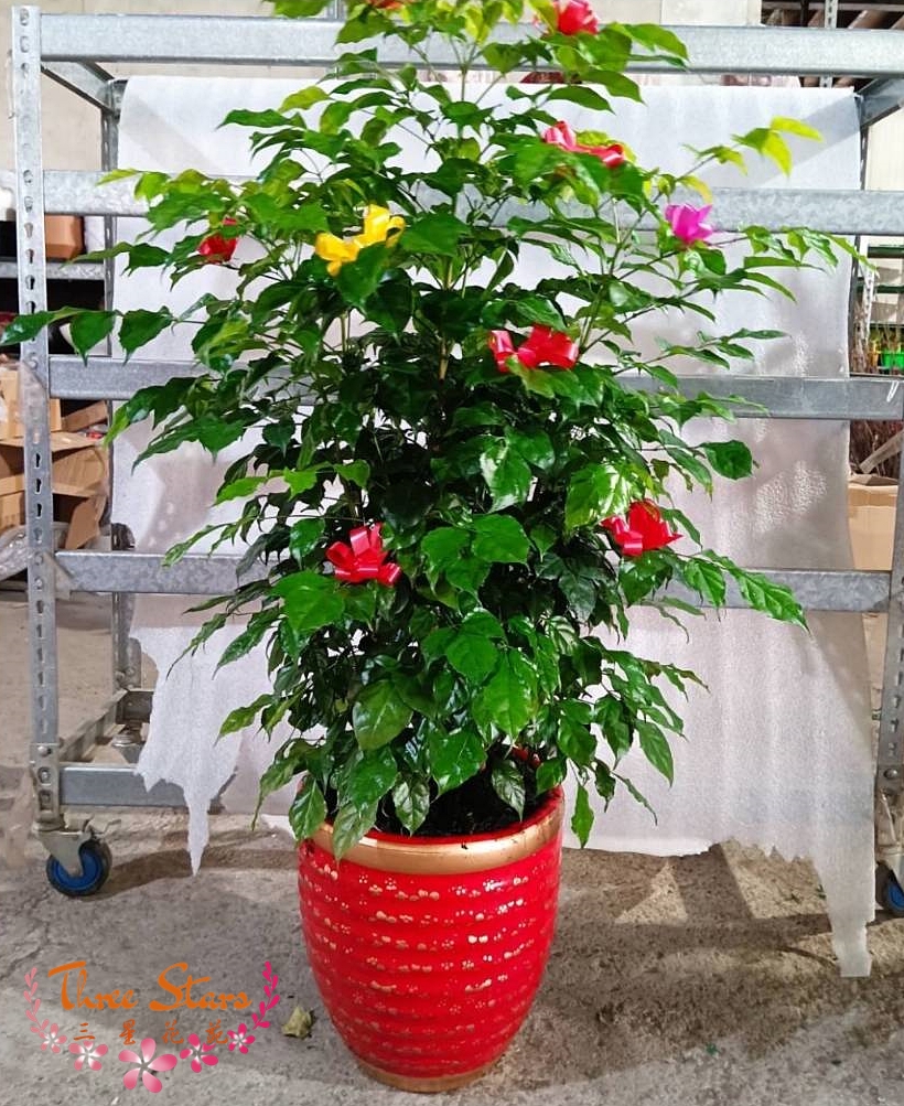 盆栽-台中蘭花花籃訂製