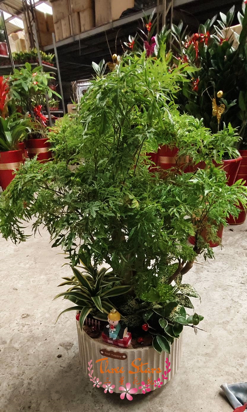 盆栽-台中蘭花花籃訂製