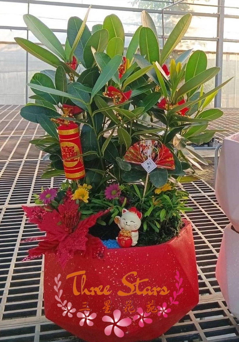 過年組合盆栽-台中蘭花花籃訂製