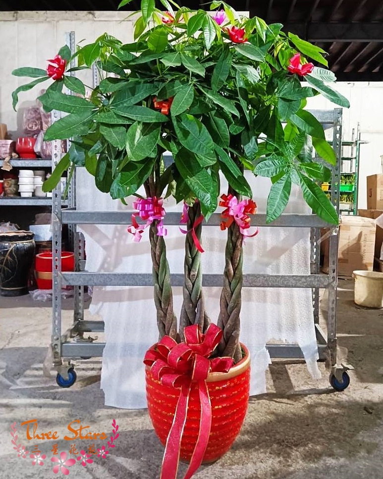 祝賀盆景-台中蘭花花籃訂製