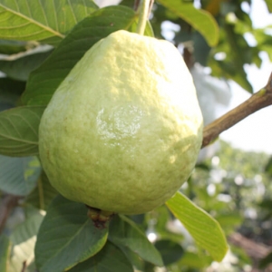 芭寶州番石榴果園-undefined