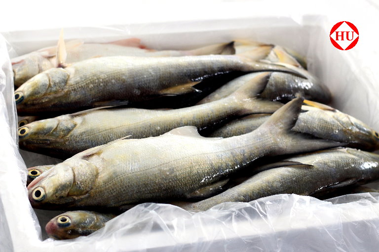 午仔魚(冰鮮)-2