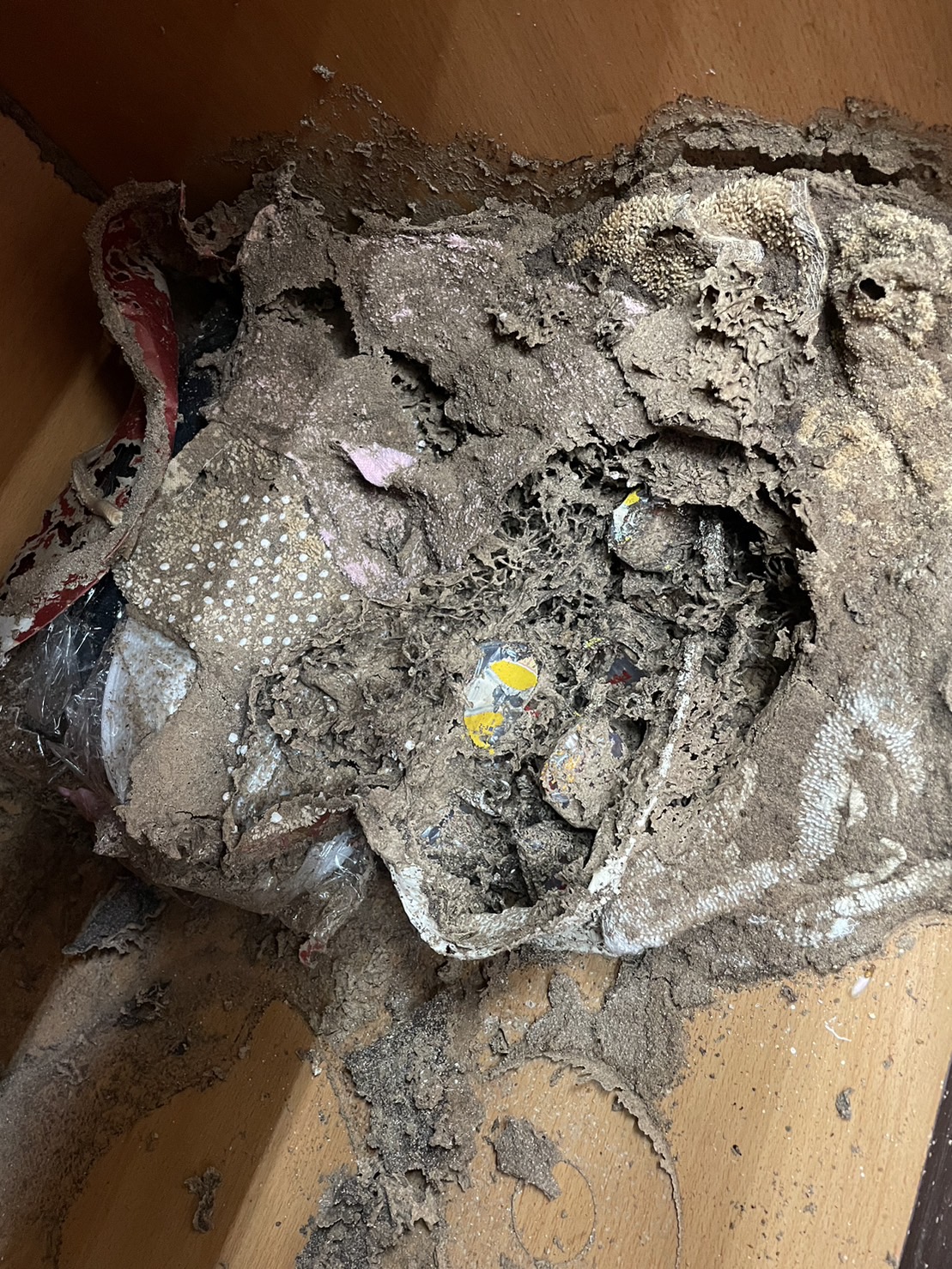 白蟻防治-找到蟻穴