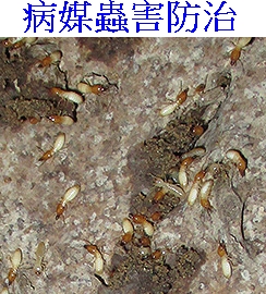 病媒蟲害防治
