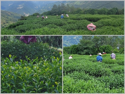 仙山茶莊-農產品加工
