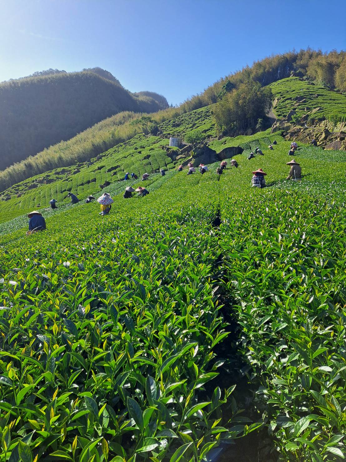 春茶採收