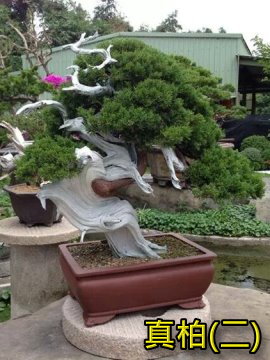 真柏2