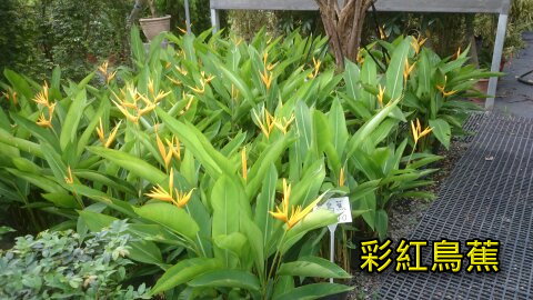 彩紅鳥蕉