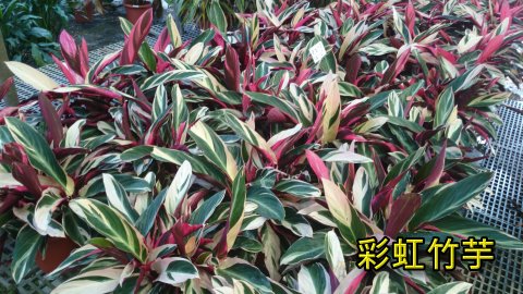 彩虹竹芋