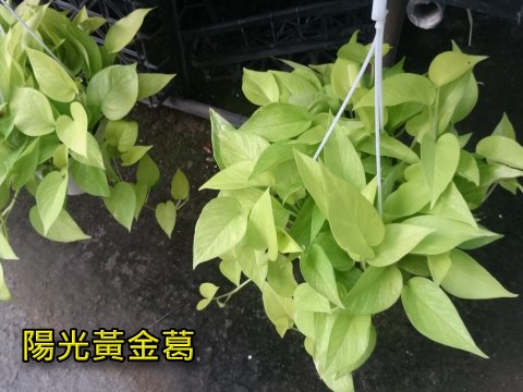 陽光黃金葛