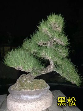 黑松