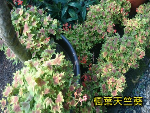 楓葉天竺葵