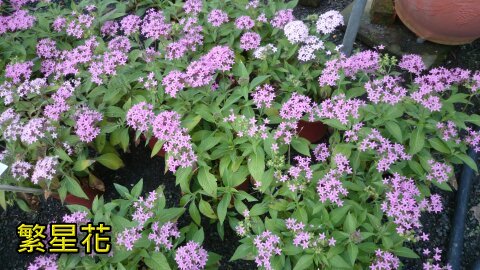 繁星花