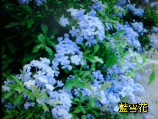 藍雪花