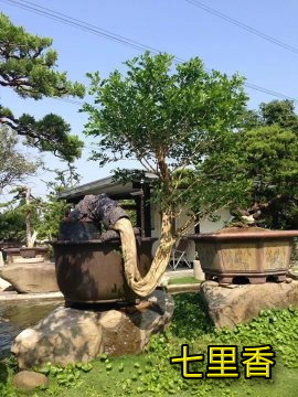 七里香