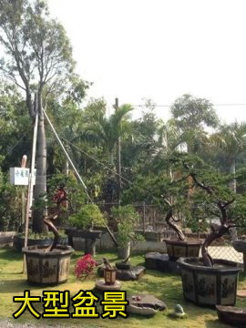 盆景