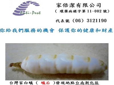 家倍潔有限公司-蟲害防治