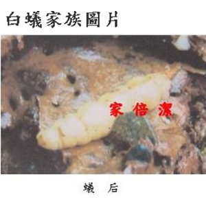 家倍潔有限公司