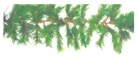 9尺X12"松針樹藤