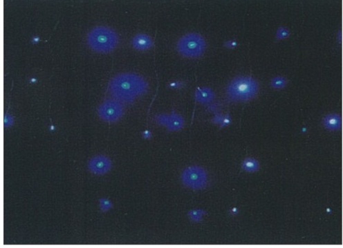 LED112燈(藍白光)L-2035