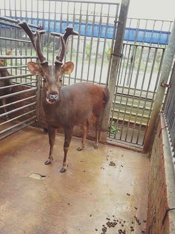 佳福鹿園-養鹿、鹿茸、優良鹿場-undefined