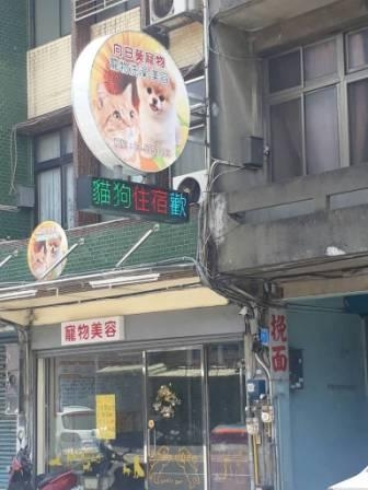 向日葵寵物-undefined