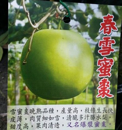 春雪蜜棗(爆漿)