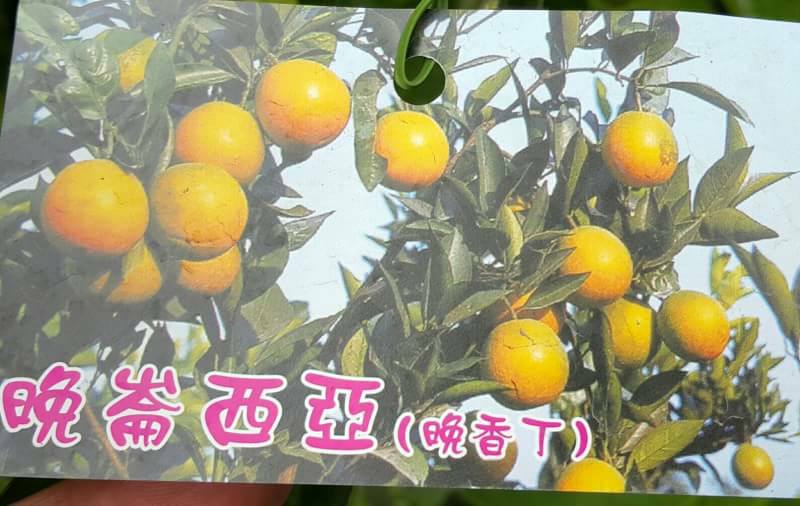 晚崙西亞(晚香丁)