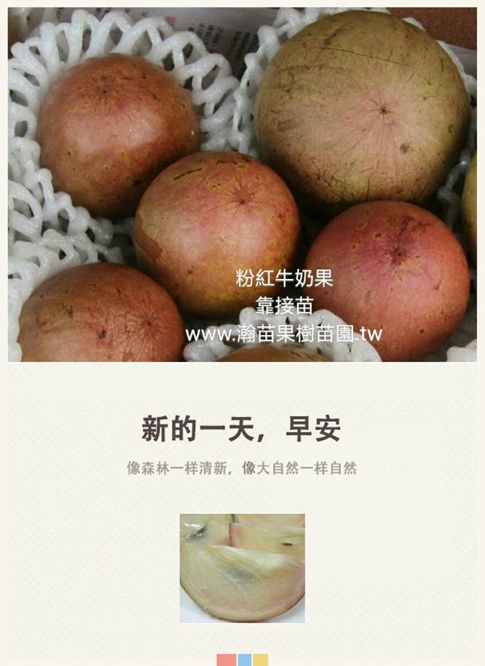 粉紅牛奶果(星蘋果)