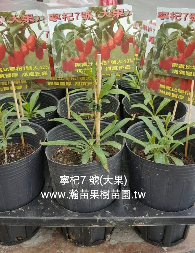 寧杞7號(紅色大果)