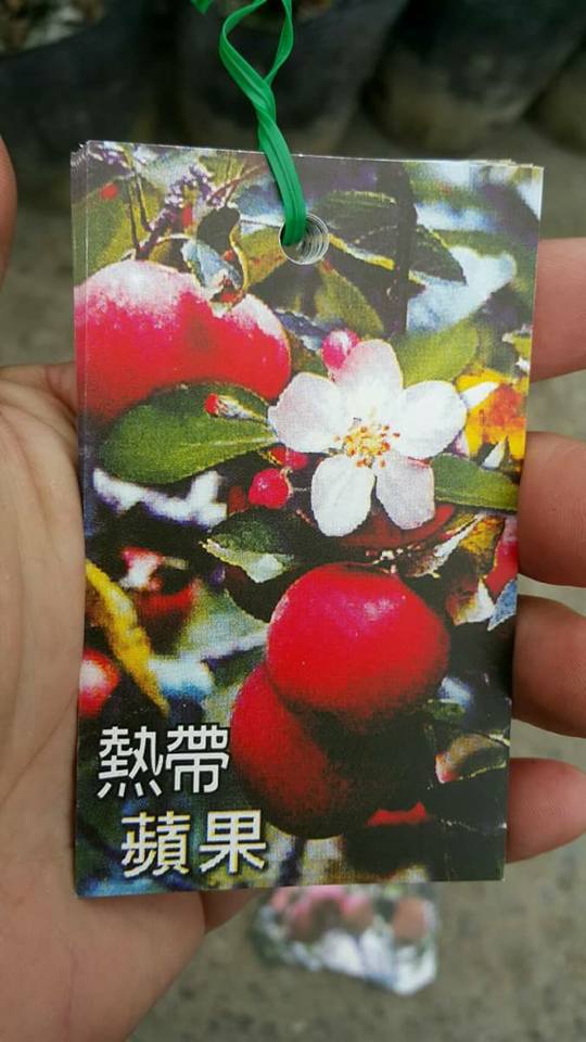 熱帶紅蘋果