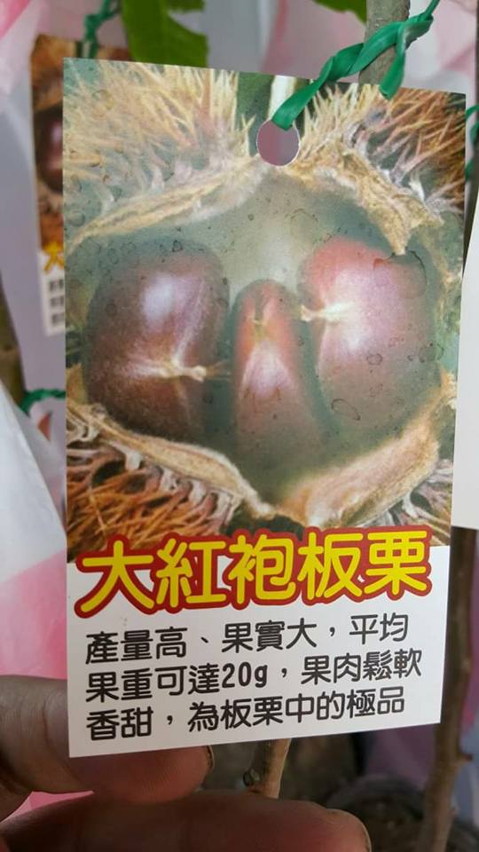大紅袍板栗