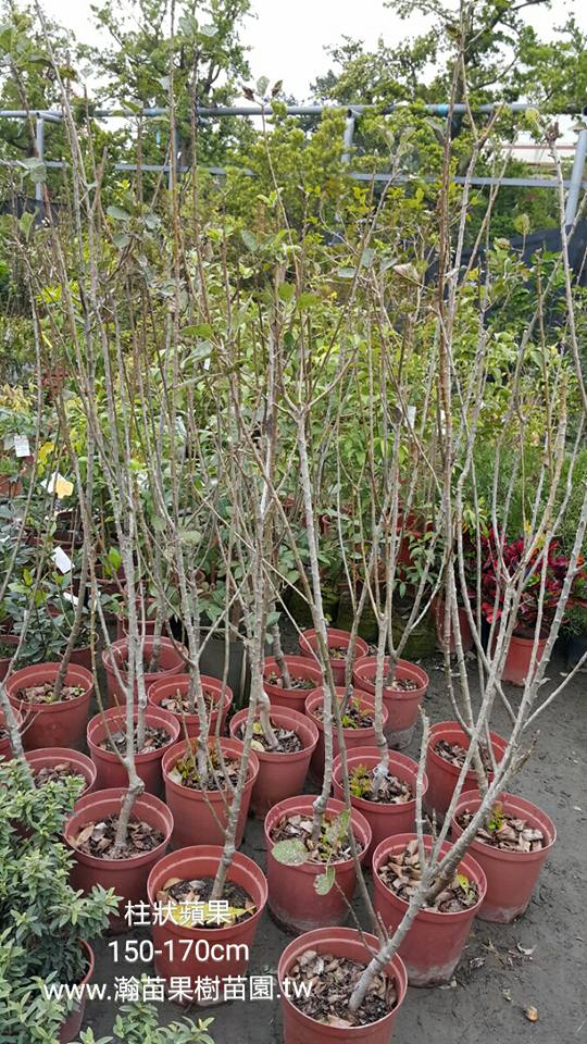 柱狀蘋果(中苗)