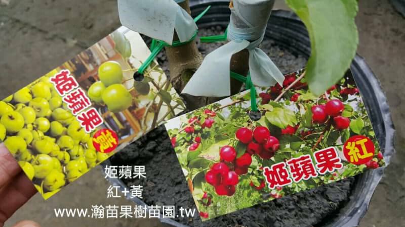 姬蘋果(紅+黃)雙接
