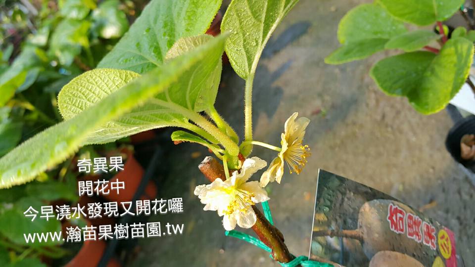 奇異果苗&hellip;開花