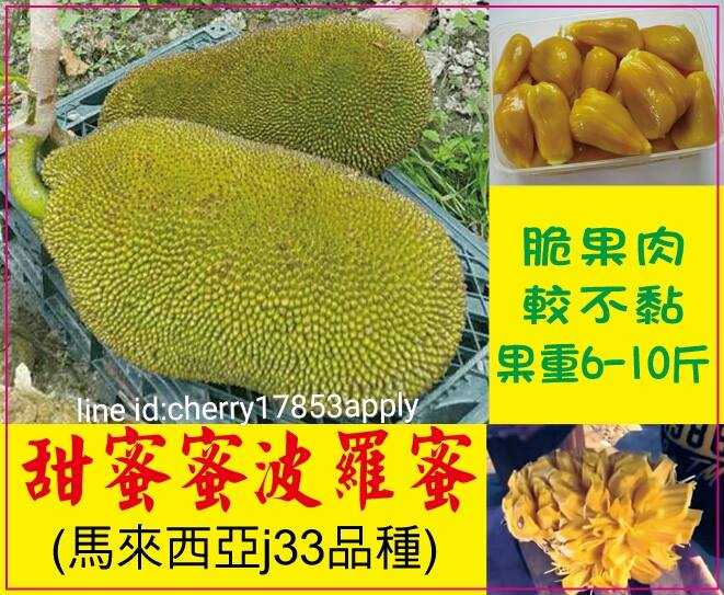 J33甜蜜蜜波羅蜜(蜜糖)