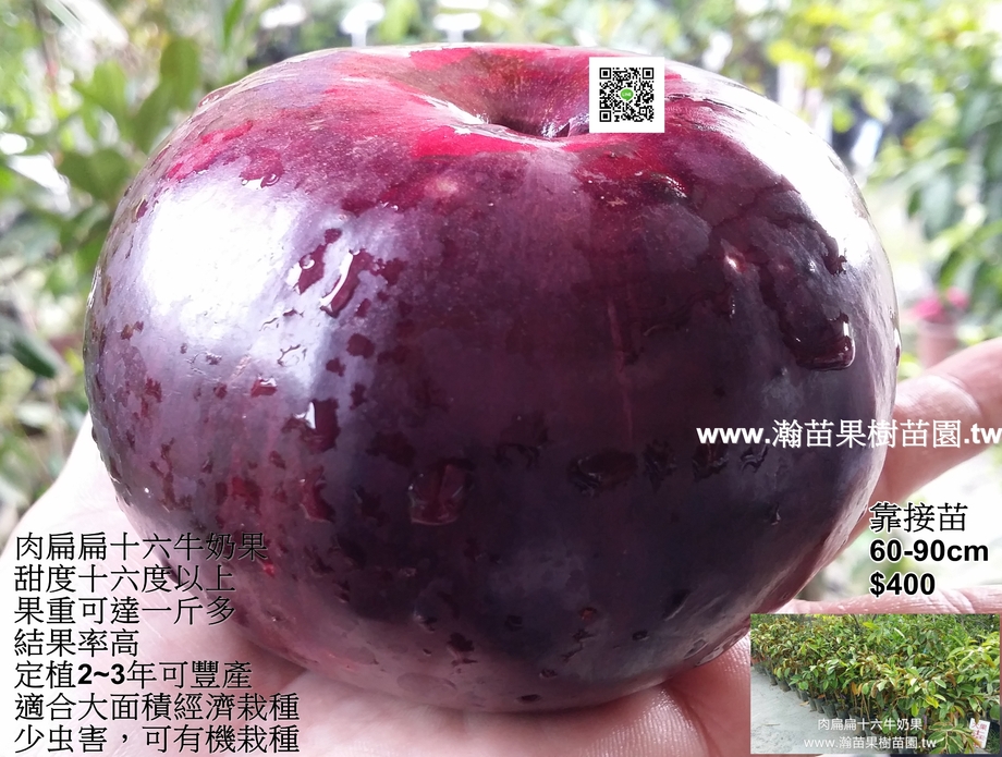 肉扁扁十六牛奶果