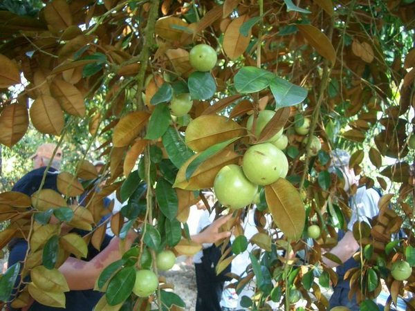 大果綠皮牛奶果