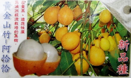 阿恰恰黃金山竹