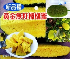 黃金無核榴槤蜜