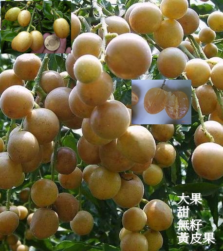 大果甜無核黃皮果