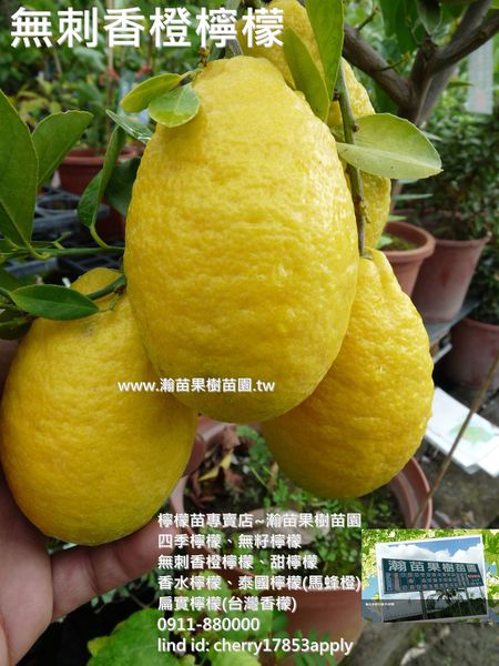 無刺香橙檸檬