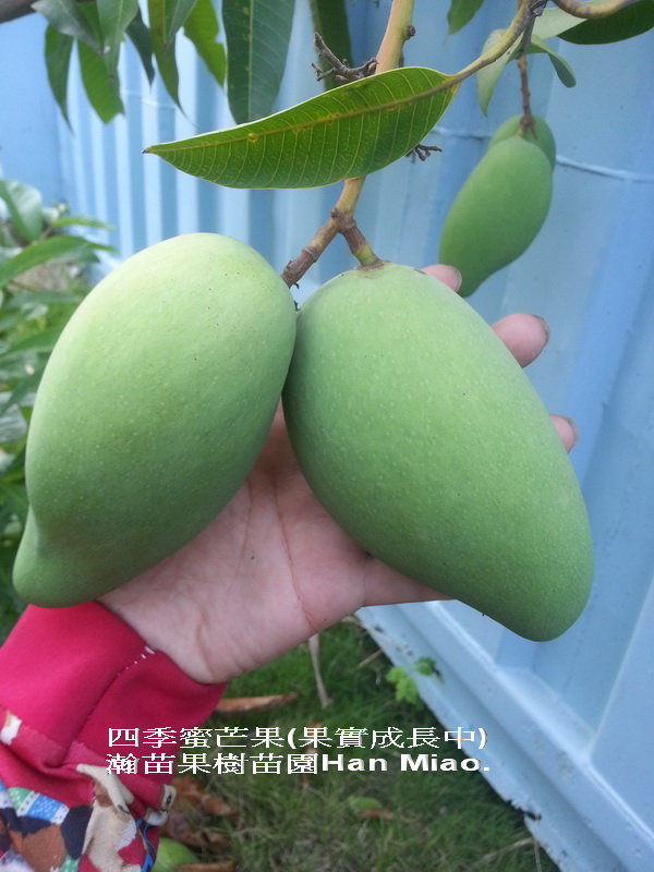 四季蜜芒果