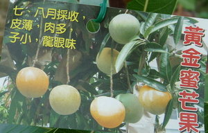黃金蜜芒果