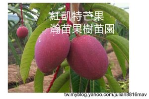 紅凱特芒果
