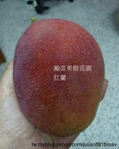 紅蘭芒果